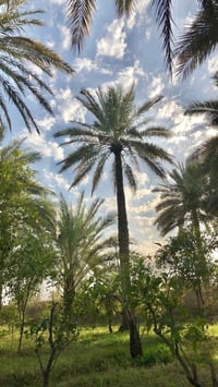 فلاح • عمل فلاحي • عامل زراعي • بستان • وظيفة زراعية • سقي وتسميد • قص...