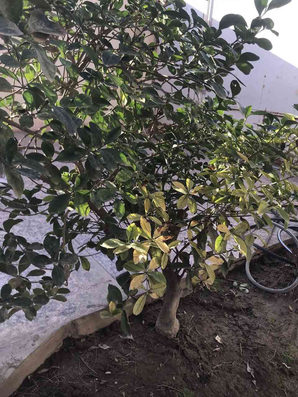 للبيع كاردينيا 🌿 العمر 13 سنه عطرها فواح السعر خاص


**إذا كنت صاحب هذا الإعلان وتريد حذفه لأي سبب، رجاءا أرسل رسالة إلى الدعم الفني**