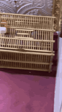 طيره بدراويه ابيه. هواي بيها لسانات خشانه ونظافه مكاني مدينه الصدر *********** ... 75 هي والقفص
