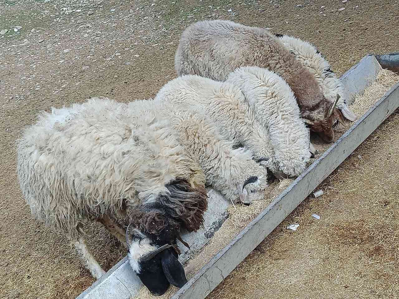 يوجد مطافيل ثنين امهات توام وراهن طليان 4 فول لفول فاخره مال جينه شرط نصاحه مكفولات سعر 650 الف لمطفل لواحد المكان بيجي حي العصري رقم الهاتف،  ***********
***********
