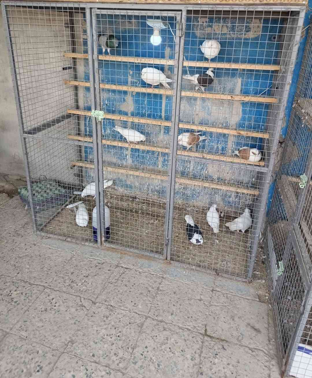 اقفاص حديد لبيع استخدام قليل شغل درجه اولئ يرهمن لكافة النواع الطيور والدجاج عنوان قضاء المدينه بشارع البطاقه الوطنيه ***********
