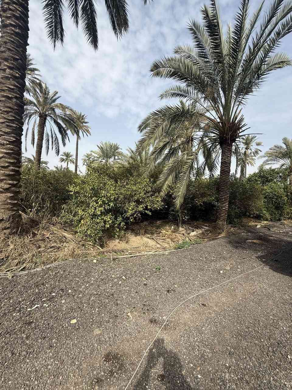 سلام عليكم دونمين طابو زراعي سند 25 للبيع العنوان المدائن سلمان باك منطقة الجعارة سعر الدونم 250 الاستفسار ***********
