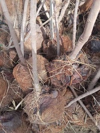 تين بني مسلم • شجره ١٫٥-٢م • كربلاء الحسينيه