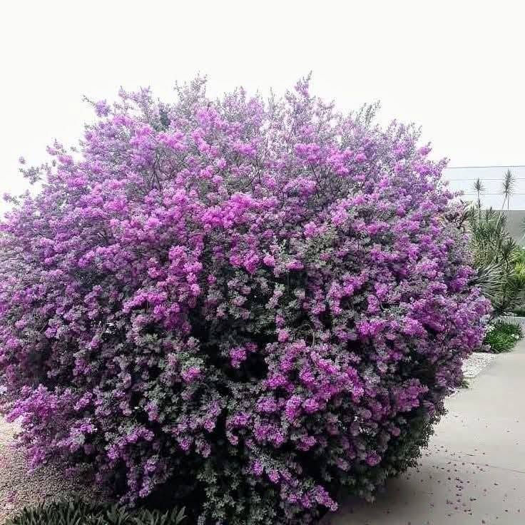 شجره مال زينه🥰


**إذا كنت صاحب هذا الإعلان وتريد حذفه لأي سبب، رجاءا أرسل رسالة إلى الدعم الفني**