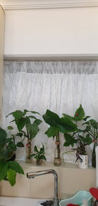 نبات داخلي • رجل البطة • نمو سريع