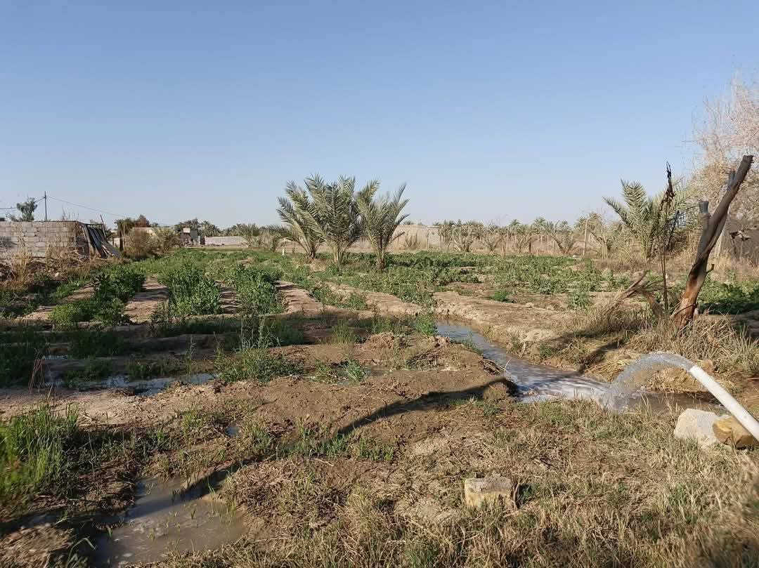 ارض زراعيه للبيع أربعة دونم الا ربع  تحتوي على ست بيوت مع مضيف ٤في ١٤ خارجيه بناء طابوق سقف صب كونكريت خباطة مركزية تحتوي على نخيل أصناف ممتازة(مكتوم خستاوي سلطاني شويثي زهدي وأصناف أخرى) واشجار فواكه تين ورمان وزيتون وتكي ونبك  كهرباء وطني مولد ذهبي تبليط لباب البيت ماء اسالة ونهر للسقي مع بئرين ارتوازيين للسقي في حالة الطوارئ الأرض مسيجه بالكامل طابو٢٥ باسمي تبعد عن الشارع العام قرابة كيلوالى كيلو وربع
العنوان كربلاء المقدسة قضاء الجدول الغربي مركز القضاء الرجيبه
للإستفسار ***********
