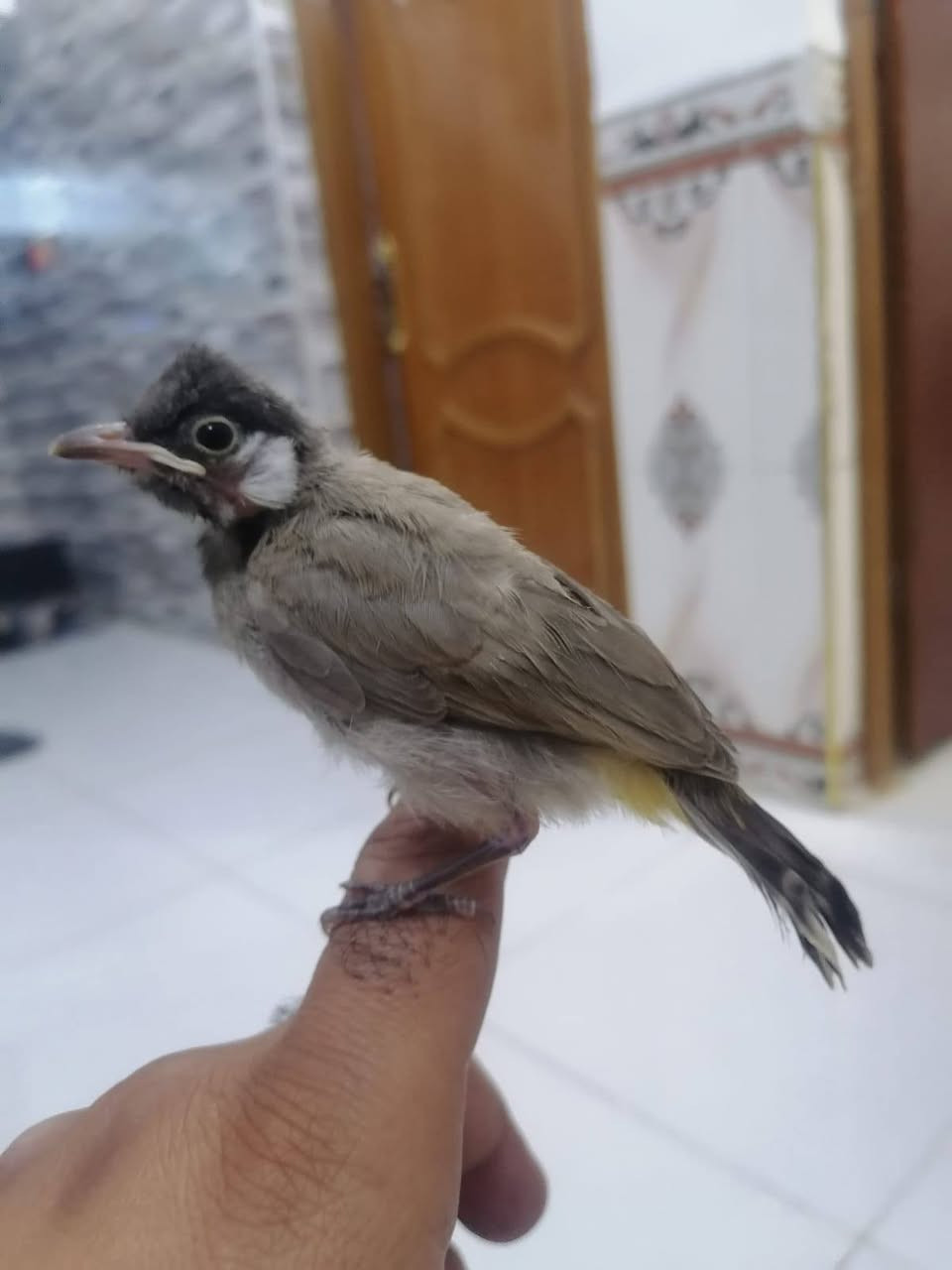 سلام عليكم بلابل صحه ونظافه اليفات فول ياكلن وحدهن ويسبحن ويرجعن للقفص الواحد 22 مكاني نجف حي النداء شارع المكاتب


**إذا كنت صاحب هذا الإعلان وتريد حذفه لأي سبب، رجاءا أرسل رسالة إلى الدعم الفني**