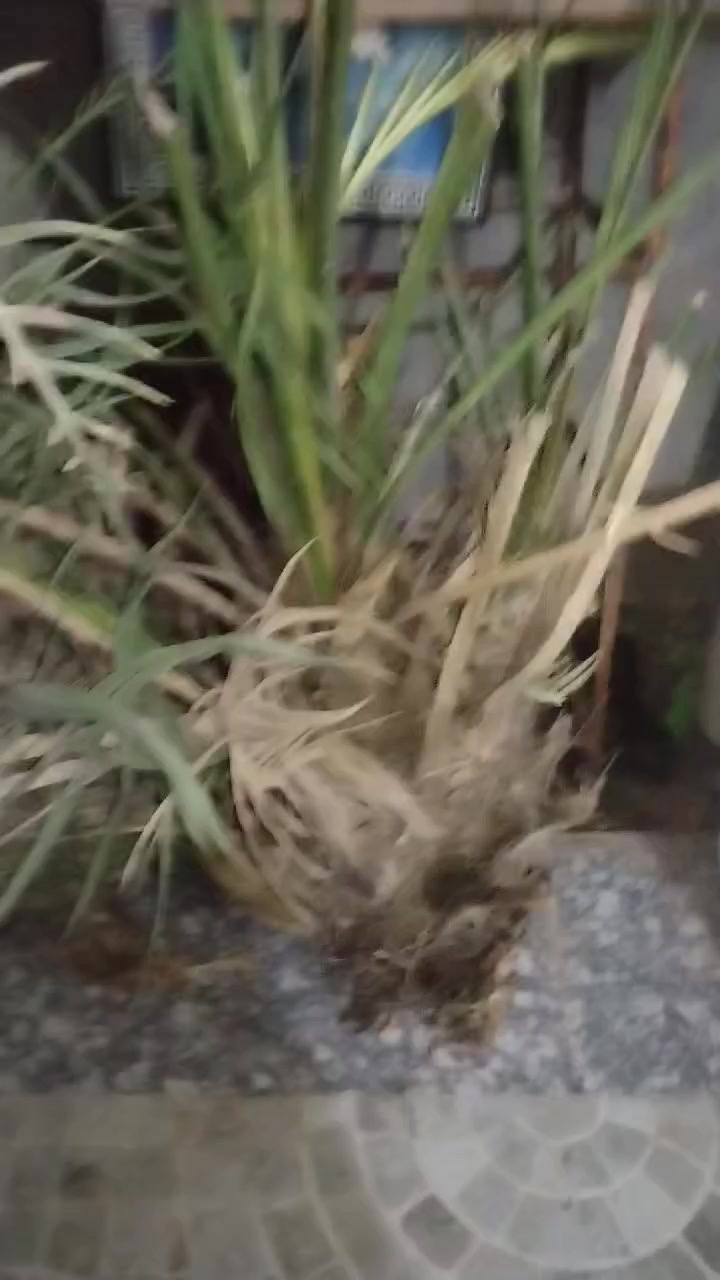 بسم الله الرحمن الرحيم 
بمناسبه شهر رمضان الخير بعد نفاذ الكمية الاولى والثانيه وكثره الاقبال والطلب توفرت لدينا الوجبه الثالثة من فسائل نخيل بريم اربعه احجام مختلفه كل حجم وسعره بالفيديو الكمية خير من الله  والأسعار مناسبه مع وصل ضمان اتعهد بلصنف والنوعيه حتى الاثمار واخسرلك الوحده بثنين بريم احمر مال عماره 

بريم حجم كبير 40الف 

بريم حجم كبير 35الف

بريم حجم وسط 25الف 

بريم اقل 20الف

الأسعار ثابته وقفل 
ملاحظه الكاعد ينباع بلسوك اقل حجم 40هوه الحجم الاصغر عدنه 
مشتل الزهراء في ميسان العماره بستان دور النفط شارع مقبره الصابئه قرب جملونات بيت العنتاكي للدواشك والحصران داخل الفرع شرط الضمان بلصنف والنوعيه حتى الاثمار واخسرلك الوحده بثنين بريم احمر مال عماره 
***********
***********
