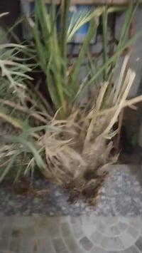 فسائل نخيل بريم • مشتل الزهراء • ميسان