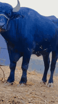 الهم صلي على محمد وآل محمد..
جاموسة فراتيه للبيع ماخض عليها ٣ أشهر شرط الفحص مشروطه كافة شروط الجني المكان ميسان الرقم ***********
