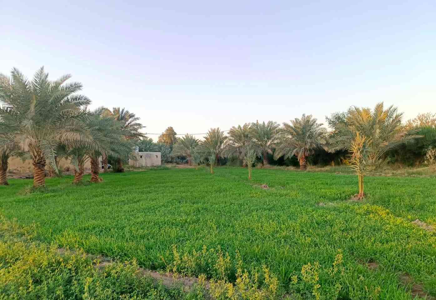 بستان للبيع 

واجهة 100 متر على الشارع المساحه دونم ونصف يحتوي على بيت ثلاث غرف جاهز للسكن ويحتوي على 30 نخله مثمره نوعيه ممتازه وكذلك يحتوي على حمضيات وتين ونبگ مطعم أكثر من صنف ، كل الخدمات متوفره  ماء اساله تبليط بالباب ومحوله كهرباء البستان مُحكم  بسياج  BRC  من ثلاث جوانب ، المهتم يجي يشوف المكان ونتفق 

📌 الموقع قرب مضيف ال حفاظ 

🔻 ملاحظة : ممكن بيع نصف المساحه مع البيت للاستفسار ***********
