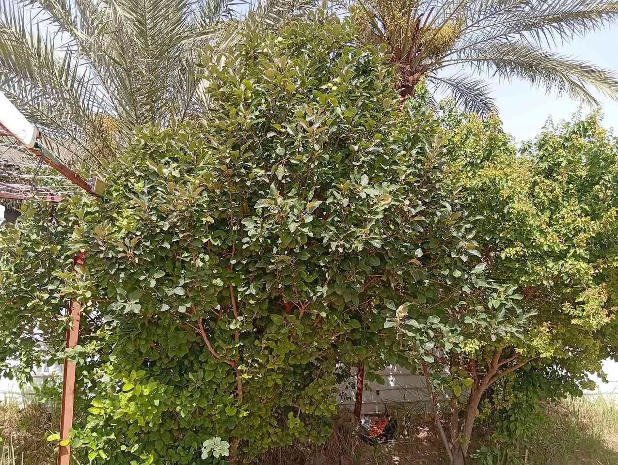 دارحديث مع3دونم واجه40نزال180تحتوي علا40نوع وحمضيات و100نخله،وحقل عجول ومحميه،تبليط من شارع ياحسين ليمه،300م عن تبليط ولباقي سبيس السعر300ابي غرق قرب مجمع كوثر


**إذا كنت صاحب هذا الإعلان وتريد حذفه لأي سبب، رجاءا أرسل رسالة إلى الدعم الفني**