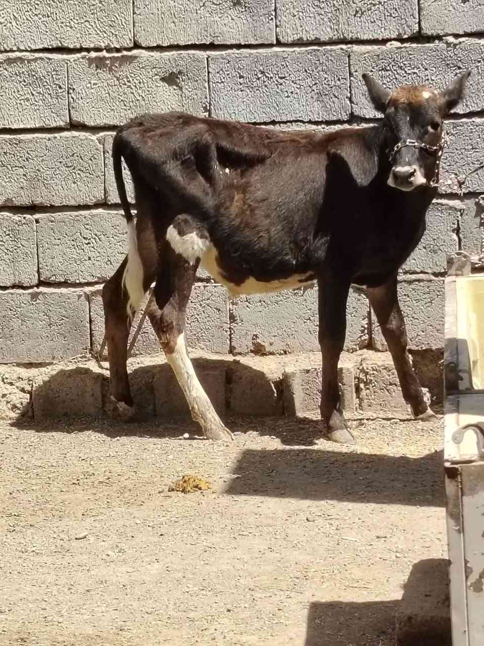 السلام عليكم
للبيع حولي جنس بوكاني يرهم ربط وجنيه وشرط النصاحه عمرو 5 أشهر السعر مليون و 30 وبي مجال قليل الاستفسار الاتصال على الرقم *********** // *********** موجود توصيل حسب الاتفاق

