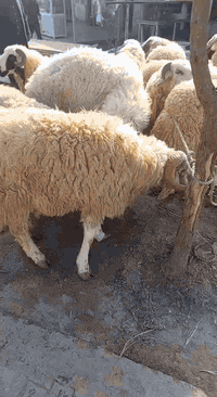 يا الله علئ بركت الله وجبه جديده خير من الله 
طلايان مال مندلي كله هرفي 
لغنم ب 16مفرد جمله ب 15 
عجل مفرد ب 15جمله 12
طلي ثكيل جمله ب 13 
مكان بغداد الراشديه مقابل لكهرباء 
***********
