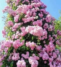 نسرين متسلق • دائم الخضرة • مقاوم للحرارة