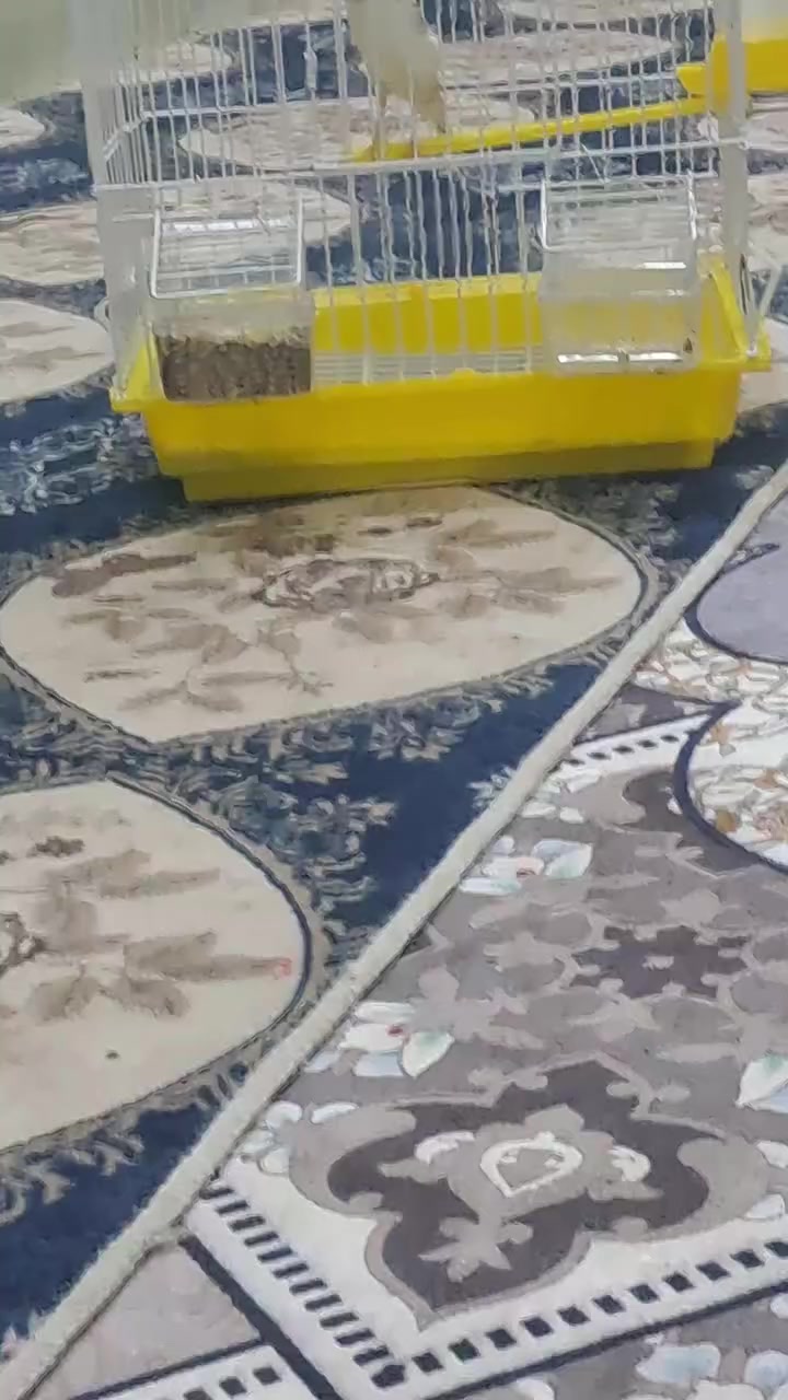 يا الله متااااااح فحل كناري فول صحه ونظافة فول الفول 55 وي القفص مكاني حي الرسالة الشراي يتصل ***********
