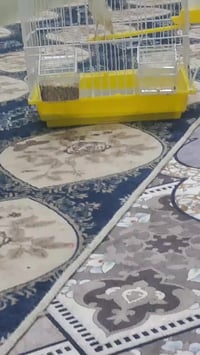 كناري فحل • مع قفص • حي الرسالة