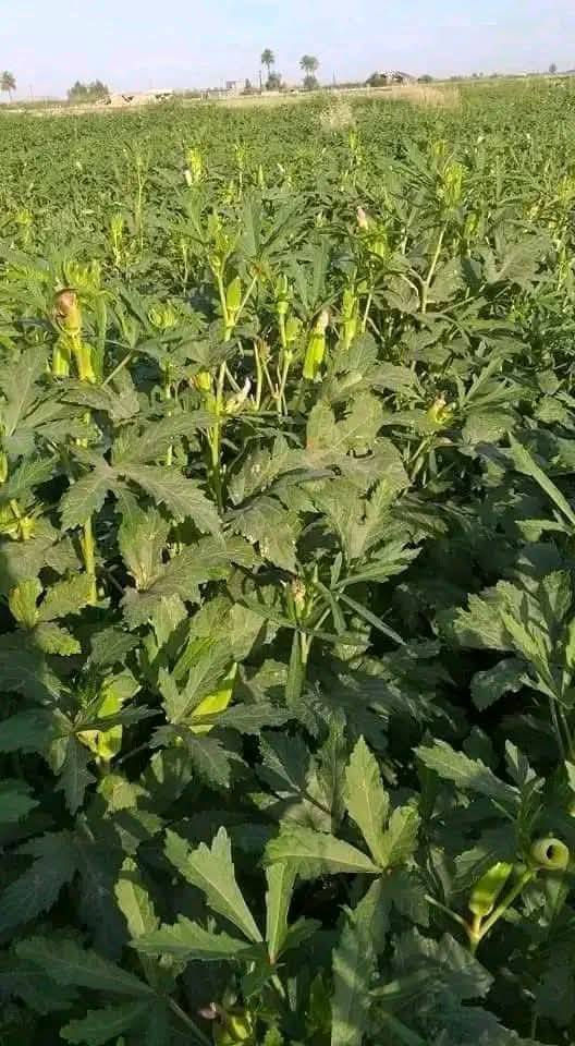 السلام عليكم  بذور بانيه لبيع متعده
نوعها. لاهوبه  كما موضح بل صوره.. 
الكيلو ب ٢٥   
العنوان ام سنيم بدليم 
***********
