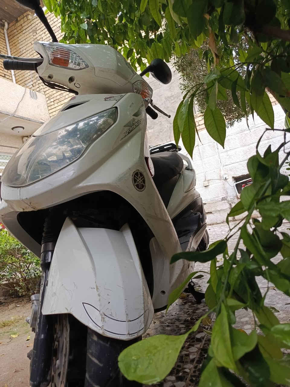 دراجة سكنس فحل نوزل طلاعات محرك ناعم ما مفتوح كفراتها ختم واحد كلها مختمة كهربائيات  كاملة هرون اشاير لايت عالي ناصي نكرة سلف قفل جنطة واستيرن سعرها 575 وبيها مجال بسيط مكاني الشعلة ***********
