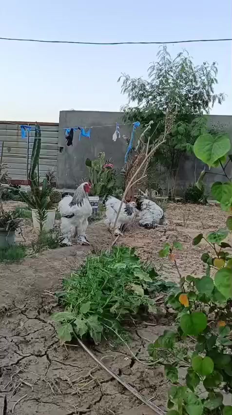 يا الله متوفر 10 بيضات براهما نقاوه فول ان شاء الله مضمونات البيضه ب 5 آلاف ذني امهاتهن مكاني ناصريه قضاء الأصلاح للتواصل ***********
