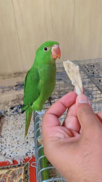 ببغاء درة • ٤ شهور • توصيل