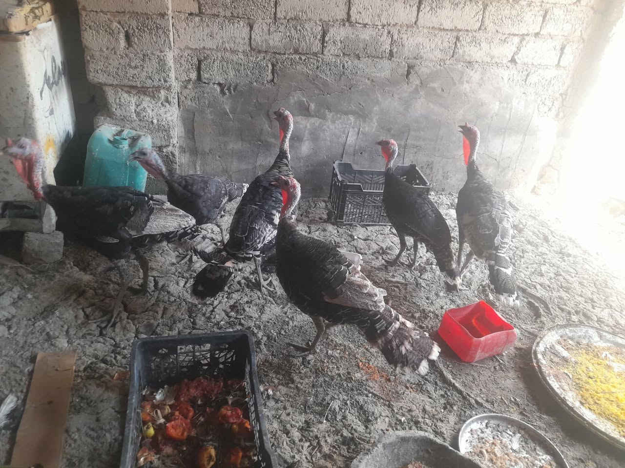 للبيع فسيفسات 
فراريج   دجاج عرب عدد 7
دجاج زينه براهمه 
دجاج زينه عدد ٤ نثايه وفحل
سعر،ع خاص


**إذا كنت صاحب هذا الإعلان وتريد حذفه لأي سبب، رجاءا أرسل رسالة إلى الدعم الفني**