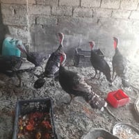 دجاج عربي ٧ • دجاج زينة براهمه • ٤ نثايه وفحل
