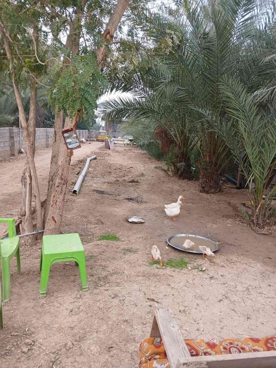 السلام عليكم نص دونم ع الشارع،العام ١٢٥٠ متر طابو صرف مع دار كبير ومزروع كافة الزرع،من نخيل و فواكه وتفاح والخ..
العنوان الاوسمة والانواط قرب معمل الكبة 
للاستفسار ***********
