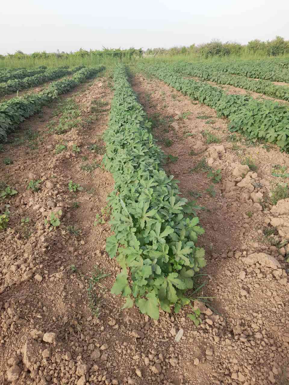 السلام عليكم يوجد بذور لبيع نفس بل صوره ***********
