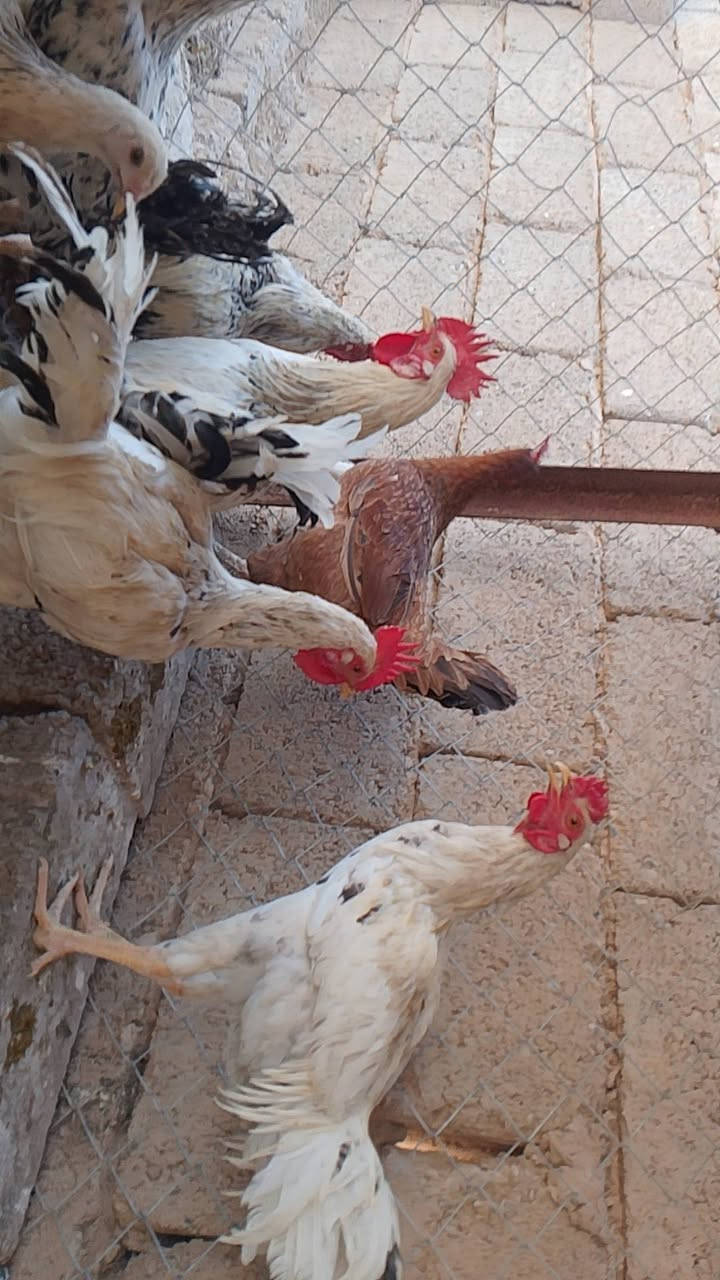 متاح ديوكة عرب للبيع الوزن يصل لحد ٢و٩٠٠غراب الي معيرها ع المجفف لايعامل عليهن 😂😂 احمد الخظير وجم واحد  السعر الزوج ٤٥٠٠٠


**إذا كنت صاحب هذا الإعلان وتريد حذفه لأي سبب، رجاءا أرسل رسالة إلى الدعم الفني**