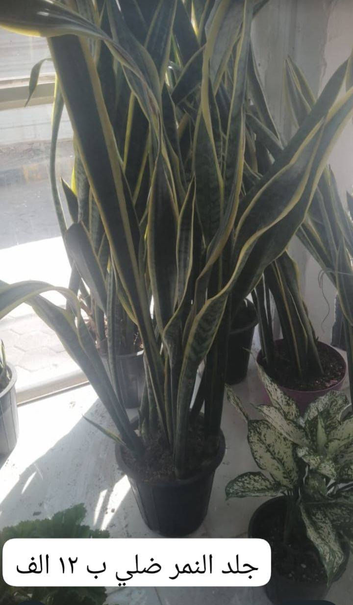 انواع الورد العطريه والضليه الي يريد يشرف المشتل وحياكم الله اسعار مناسبه العنوان سده البوعلي جاسم قرب محطه اساله الماء فيد ابن الديره وانت المستفيد اللهم ارزق كل شخص فت له باب رزق


**إذا كنت صاحب هذا الإعلان وتريد حذفه لأي سبب، رجاءا أرسل رسالة إلى الدعم الفني**