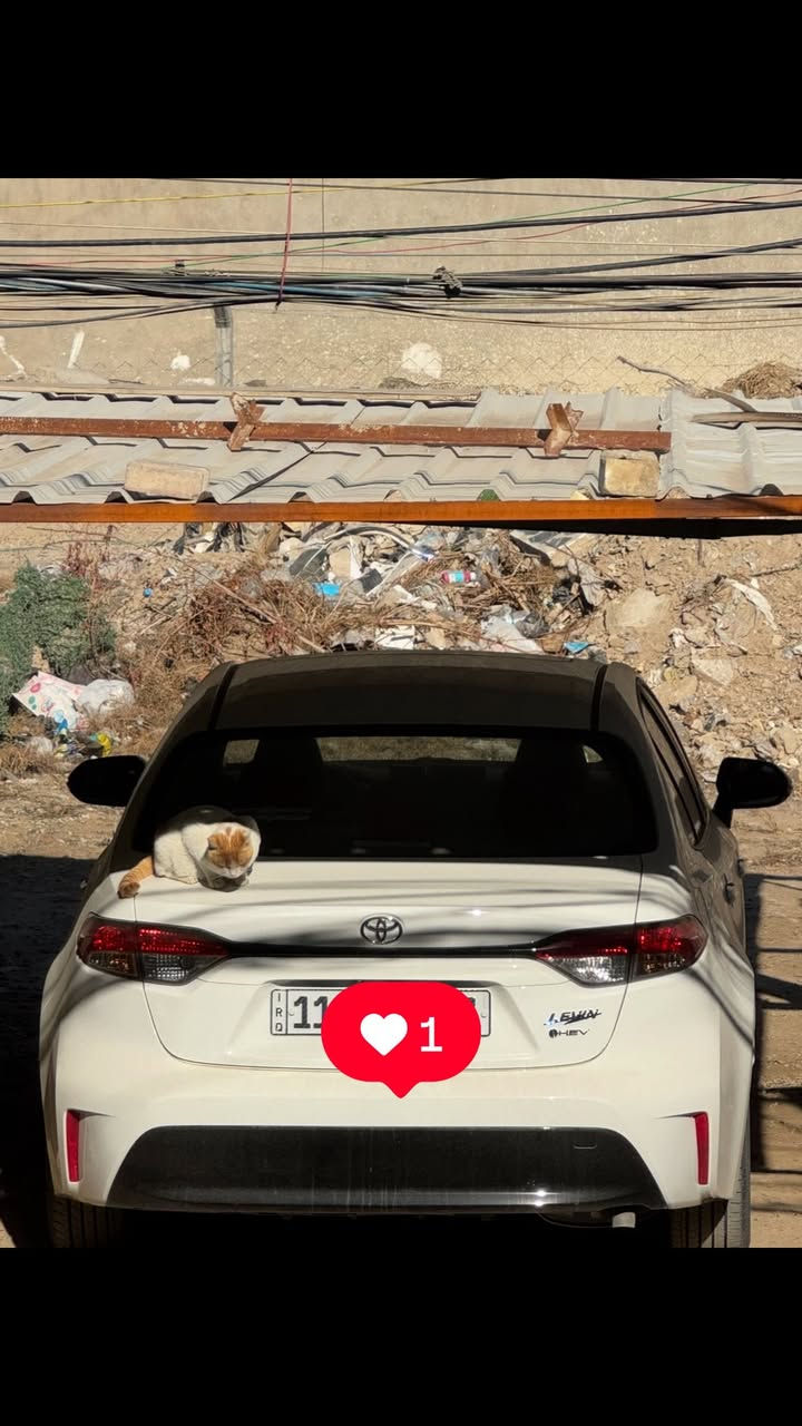 كورلا هايبرد ٢٠٢٤ شكل الامريكي ليفين ماشيه ٧ الاف كيلو بعده جديده مكفوله كفاله عامه  من كلشي  داخل جلد احمر رقم بغداد بسمي سعره ١٥٧ ورقه وبيهه مجال بسيط مكاني بغداد المنصور للتواصل ***********
