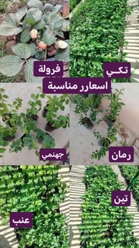 تين • رمان • فراولة