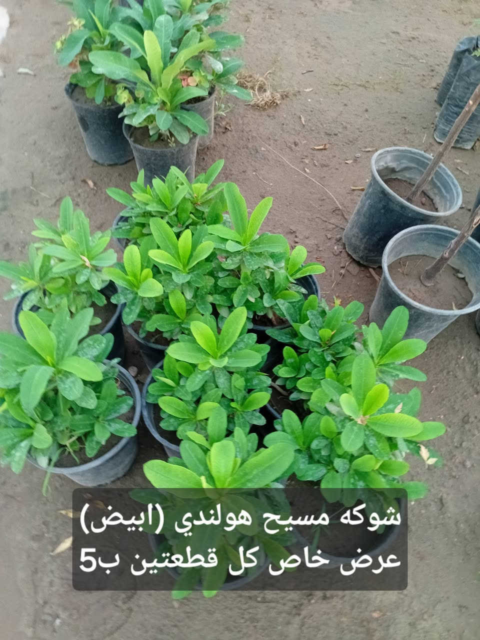 مشتل جنى على شارع العام مقابل جامعه الكوت ويوجد لدينا خدمة توصيل


**إذا كنت صاحب هذا الإعلان وتريد حذفه لأي سبب، رجاءا أرسل رسالة إلى الدعم الفني**