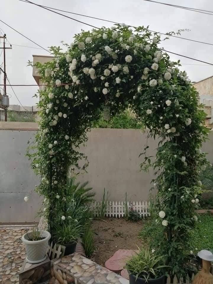 توفر جيمع أشجار الزينه والمثمره
والورود الجوري بالوان مختلفه
بانسب الأسعار
عنوانا الجربوعيه
***********
