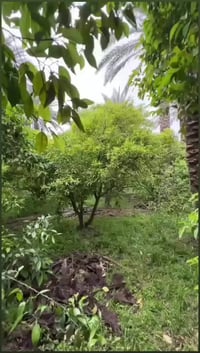 يتوفر دونم طابو زراعي سند 25 كافه الخدمات متوفره وجه 25م  يبعد عن السد...