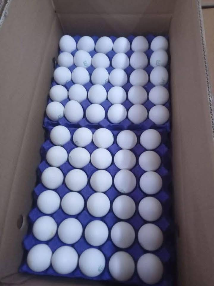 بيض احمر عراقي وزن ٢٦ السعر ٧٥ 
بيض احمر عراقي وزن ٢٣ السعر ٧١ 
بيض ابيض عراقي وزن ٢٦ السعر ٦٦ 
بيض ابيض عراقي وزن ٢٥ السعر ٦٥ بيض ابيض عراقي وزن ٢٤  ونص السعر ٦٤ 
 بيض ابيض وزن ٢٣ السعر ٦٢ 
بيض عرب سله صفارين ٥٠٠٠
***********
***********
