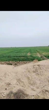 مزارع ام عنيج • فلاح • بطيخ طماطه