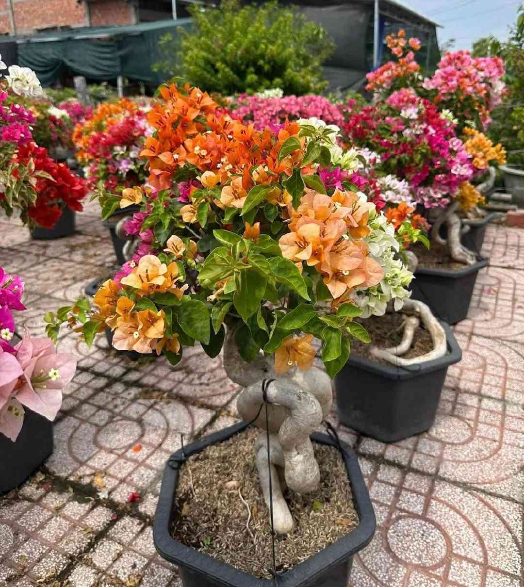 🔸 ترتيب وتنظيم الحدائق ☘️
🔸 زراعة شتلات وأشجار زينة🌹
🔸 تقليم وتعديل الأشجار      ☘️
🔸 تنسيق جمالي حسب ذوقك🌹
 
التفاصيل اكثر الاتصال ع الرقم
***********
او مراسلة الصفحة
