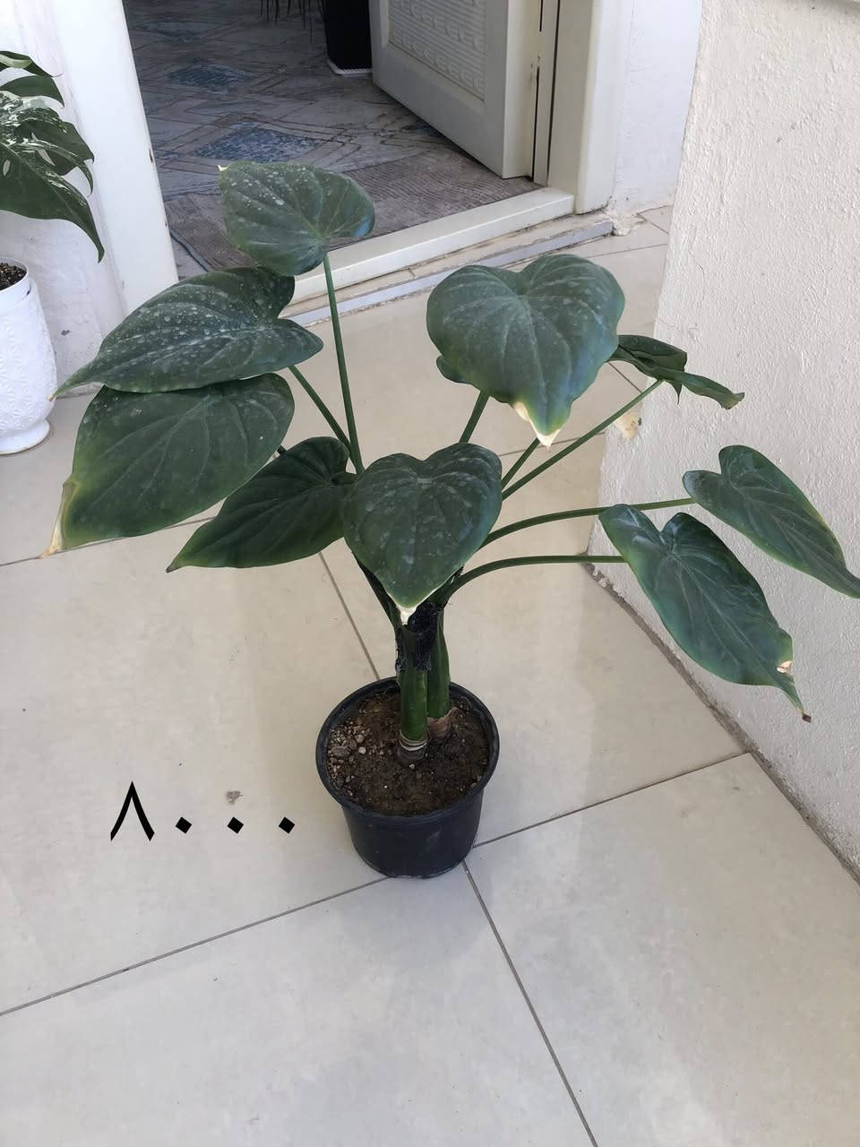 بۆ فرۆشتن گەیاندنمان هەیە


**إذا كنت صاحب هذا الإعلان وتريد حذفه لأي سبب، رجاءا أرسل رسالة إلى الدعم الفني**