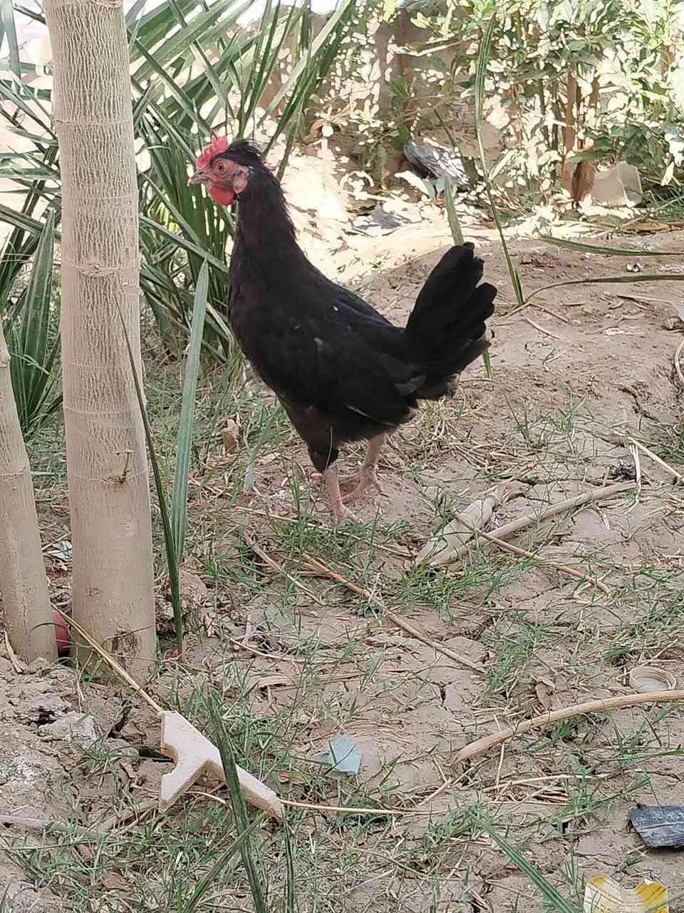 الحلال كحلي كويتي افرك  عمرهن شهرين ونص ملقحات وجاهزات شوف الشكل ونصبه الزوج 30 مكاني الناصريه


**إذا كنت صاحب هذا الإعلان وتريد حذفه لأي سبب، رجاءا أرسل رسالة إلى الدعم الفني**