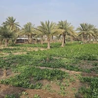 دونم مخدوم • طابو سند ٢٥ • كربلاء الجذار