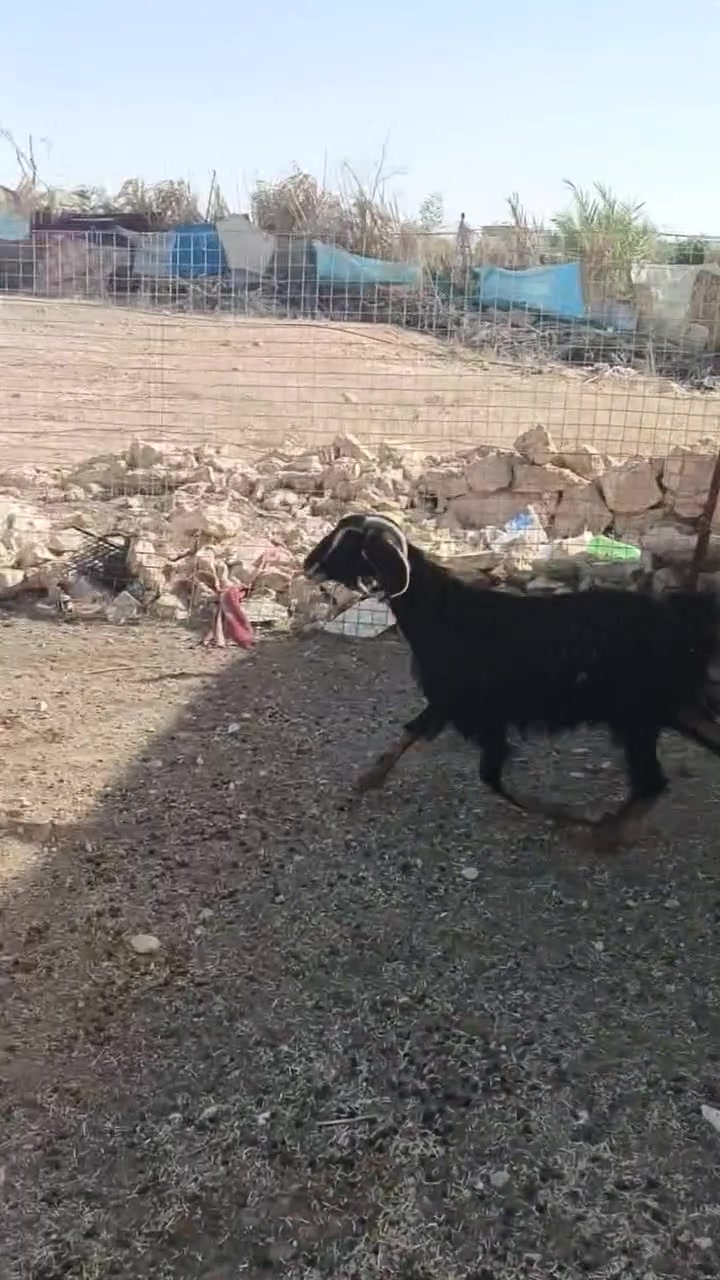 متاااح معزه لبيضه بس شطور ولسوده حايل سعرهن ٣٢٥ عنوانه عنه ناحيه ريحانه ***********
