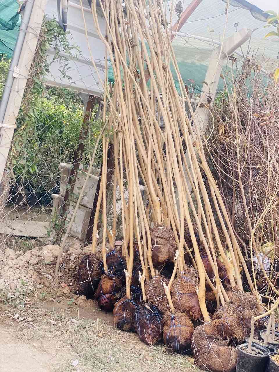 وصول جميع أنواع الأشجار النفظيه وبأحجام كبيره 
وباسعار مناسبه 
تكي كندي 
مشمش 
الو 
🍑 خوخ 
تكي هندي 
مشتل شهيد العتبي
العنوان واسط العزيزيه قرب معمل السوس 
الاستفسار مراسله الصفحه او الاتصال ***********
