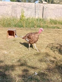 فحله فسفس خشنه سعر ٦٠ الاستفسار اتصال ع الرقم ٠٧٨١٩٨٨٨٧٢٤