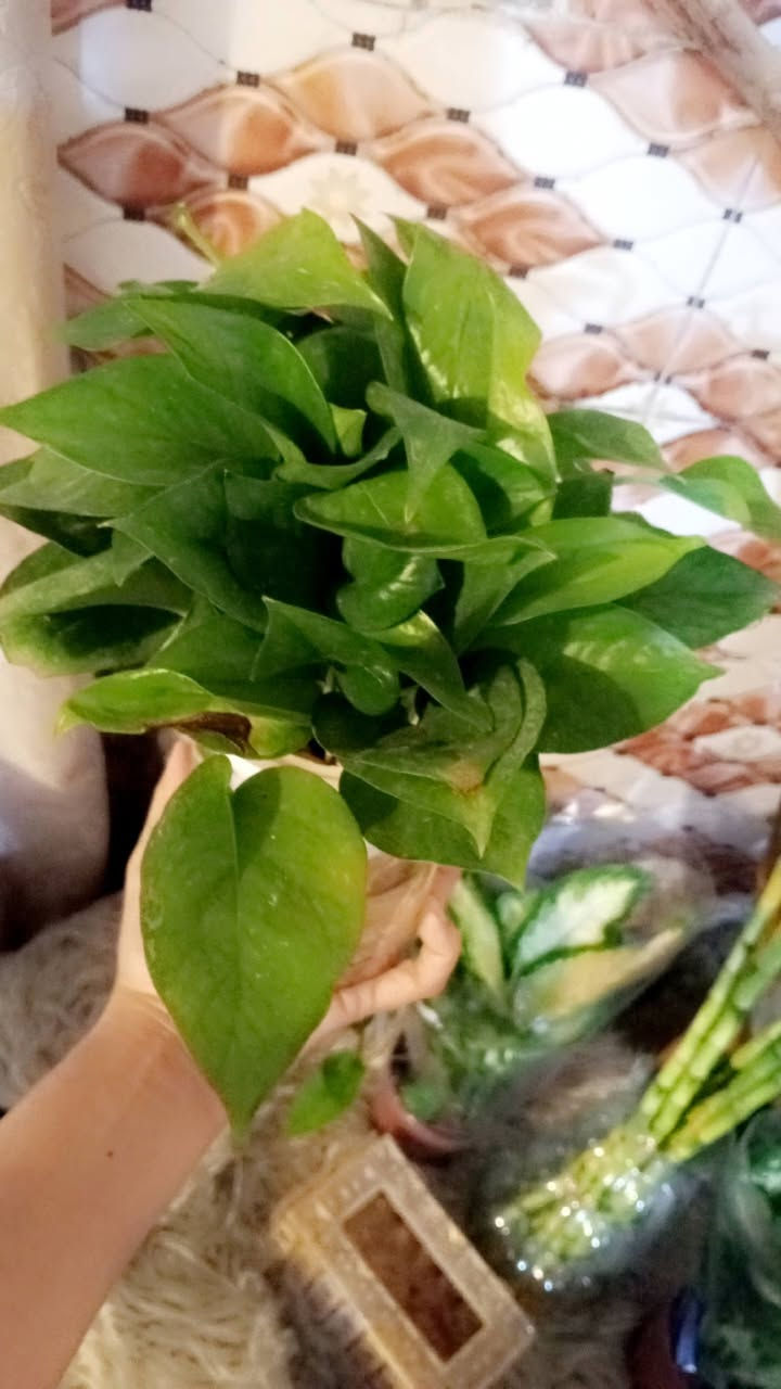 توفر نباتات ضلية حبايبي
الحجز والاستفسار مراسلة ع الخاص 🌾🌾


**إذا كنت صاحب هذا الإعلان وتريد حذفه لأي سبب، رجاءا أرسل رسالة إلى الدعم الفني**