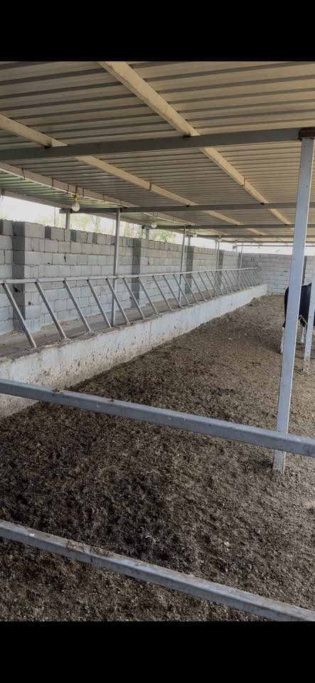 سلام عليكم لأيجار
متوفر ارض مساحه ٨ دونم بيها بيت وبيها حقل جاهز من كلشي طوله ٣٠ متر وعرضه ١٠ متر ولارض بيها ماء روائي وبيها بير وبيها ماء اساله التفاصيل اكثر وات ساب ***********  *********** كهرباء وطني ومولد متوفر بيها مكان لارض لطيفيه كيلو ١٤
