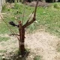 قرب المدارس • شارع سايدين • ٢٠٠م