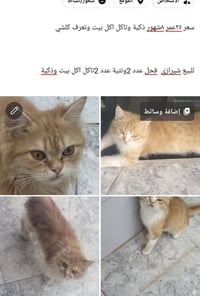 مجال • مكاني • بلد