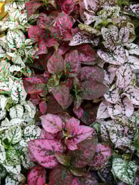 مشتل • شتلات • تقاطع سبعة نيسان